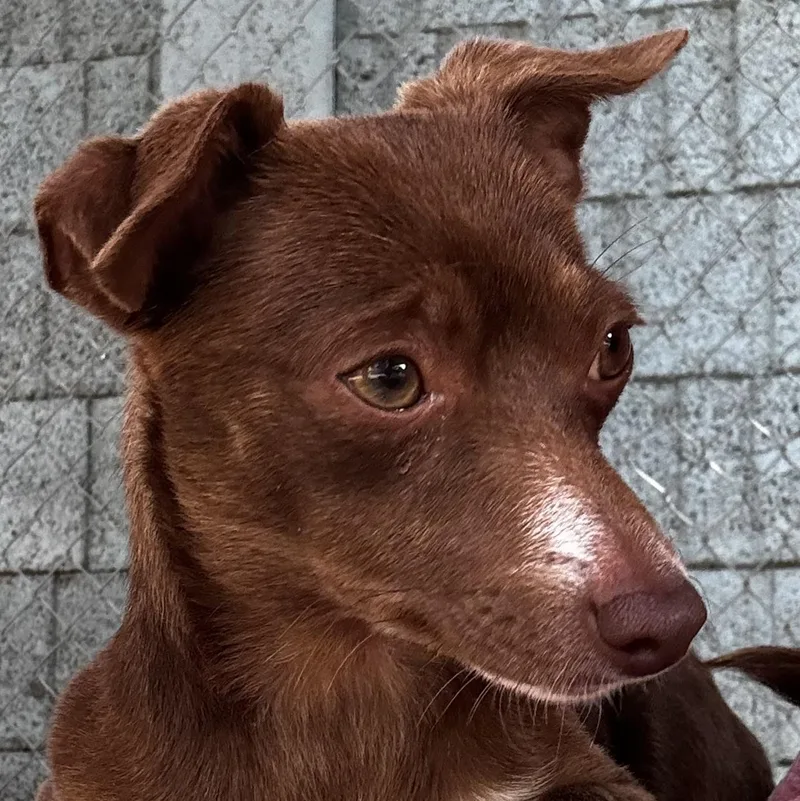 An adult small-sized female Brown / Chocolate Chihuahua dog named Bordeaux for adoption in Fresno, CA