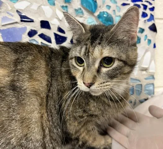 An adult large-sized female Domestic Short Hair cat named Dionysus for adoption in Pensacola, FL