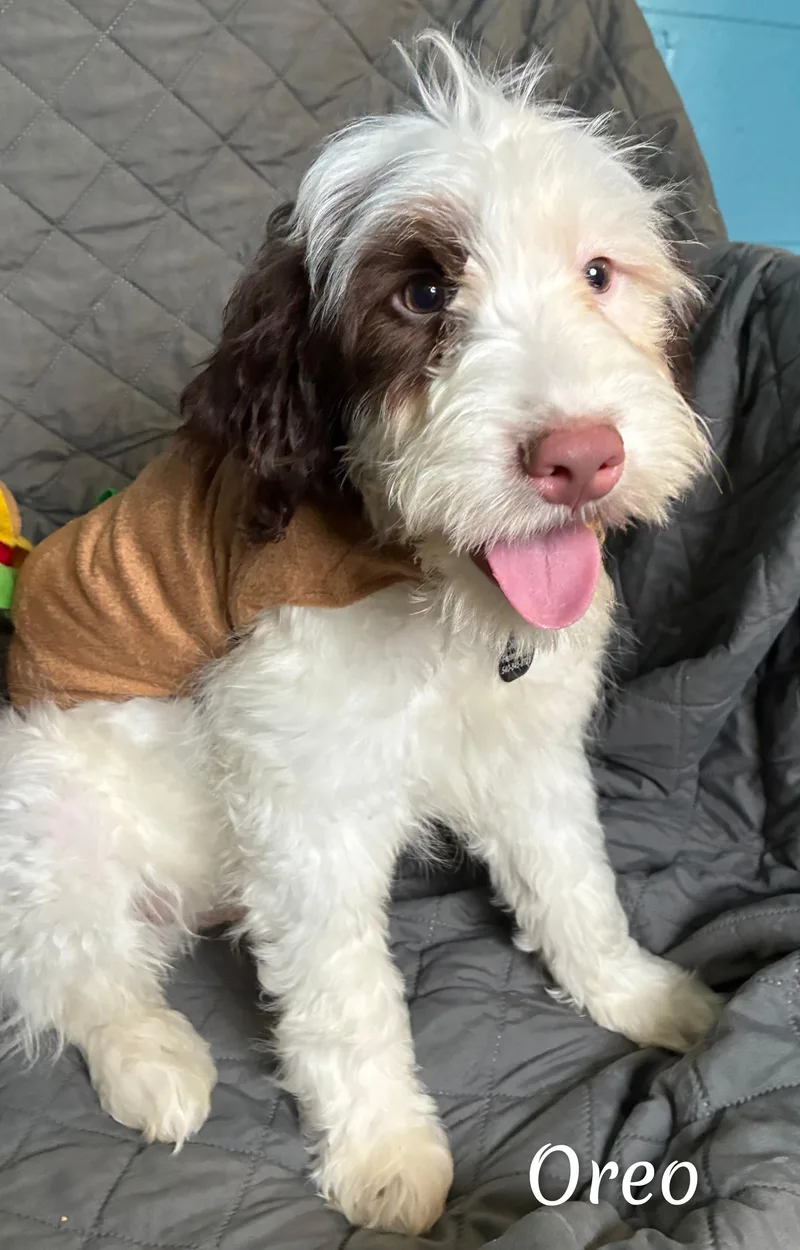 A baby medium-sized male Black Portuguese Water Dog dog named Oreo for adoption in Fredericksburg, VA