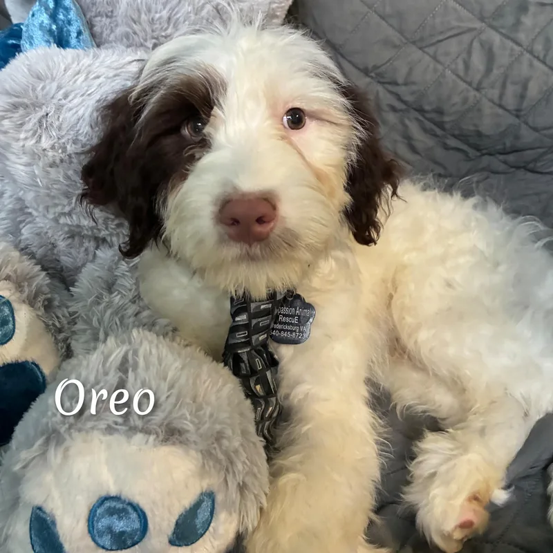 Oreo thumbnail 3