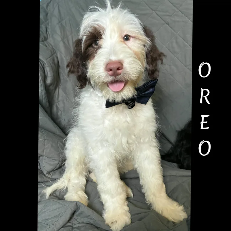 Oreo thumbnail 4