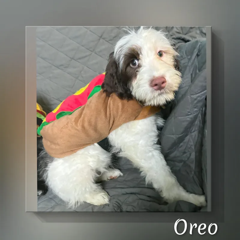 Oreo thumbnail 6