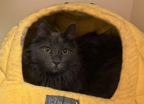 An adult medium-sized female Domestic Long Hair cat named Silver Grey for adoption in Windsor, CT