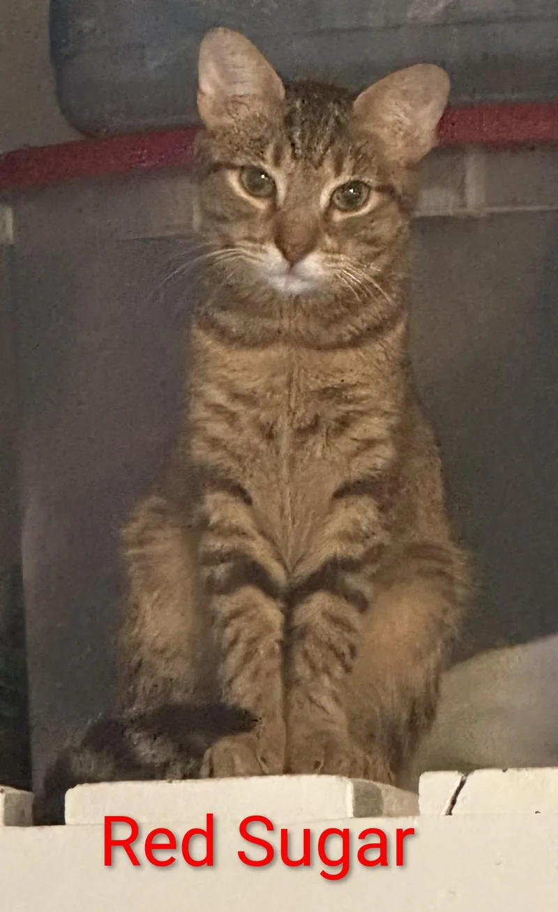 A baby medium-sized male Tabby (Orange / Red) Domestic Short Hair cat named Red Sugar for adoption in Hawthorne, CA