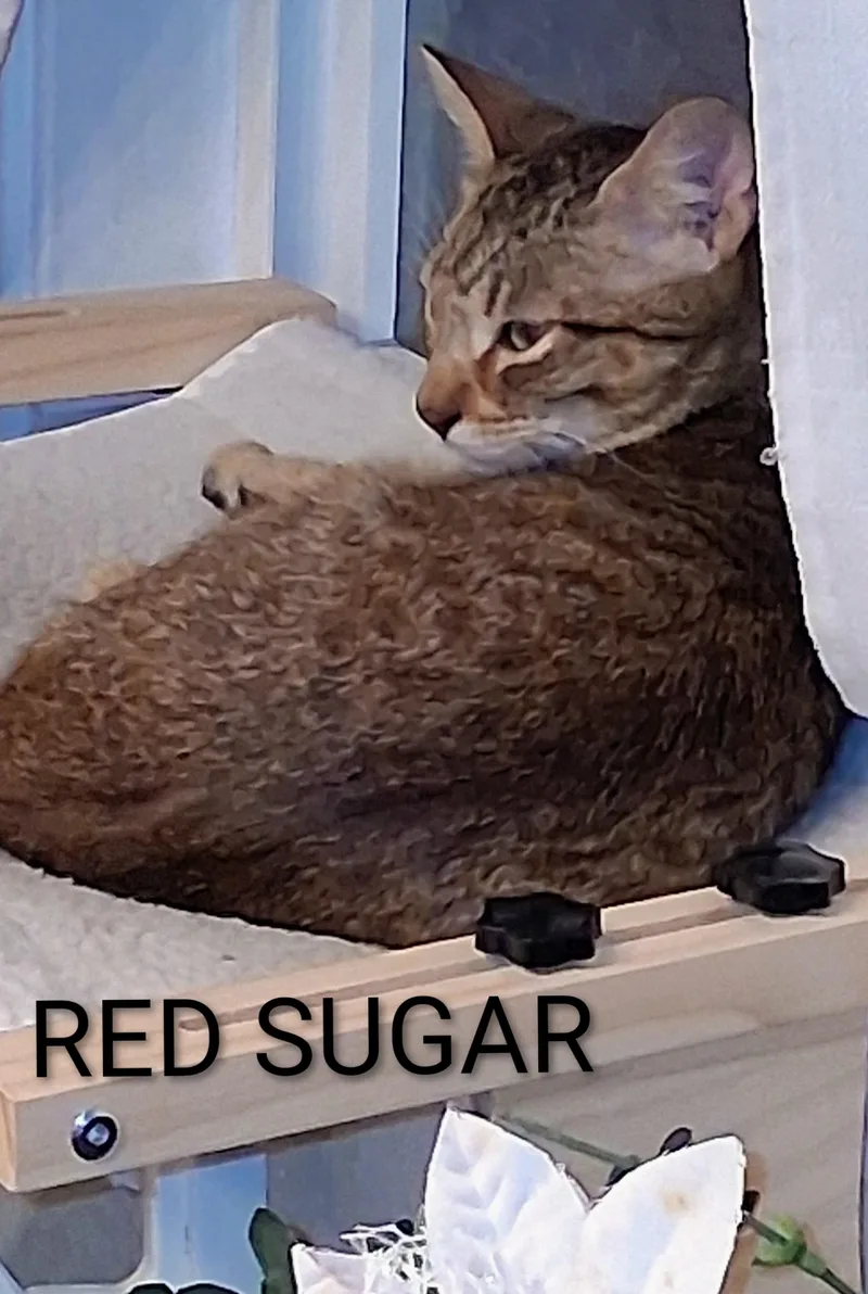 Red Sugar thumbnail 2