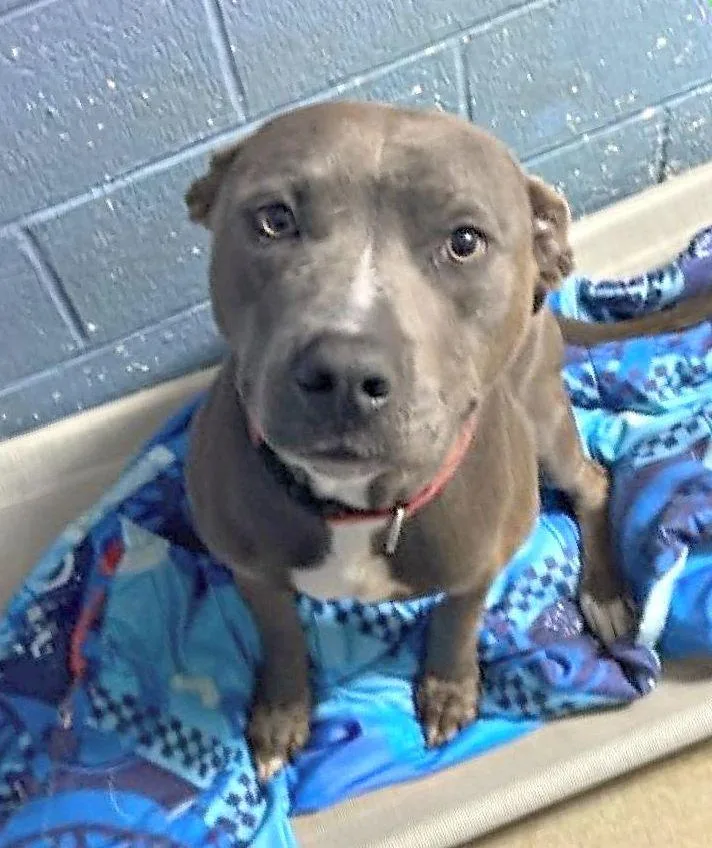 An adult medium-sized male Gray / Blue / Silver Pit Bull Terrier dog named Drako for adoption in Lexington, VA