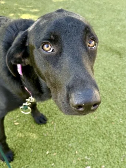 An adult extra large-sized male Black Mixed Breed dog named Luke Skybarker for adoption in Wichita, KS