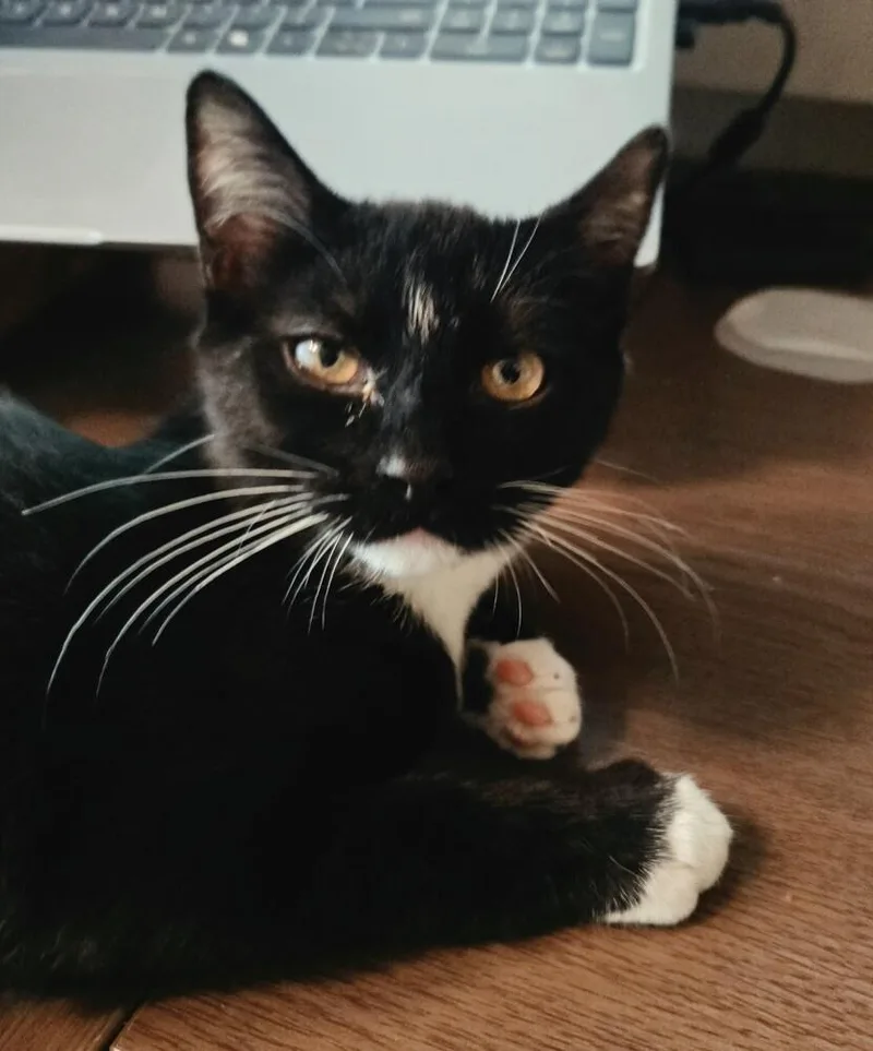 A baby small-sized male Domestic Medium Hair cat named Beans CT for adoption in Greenville, SC