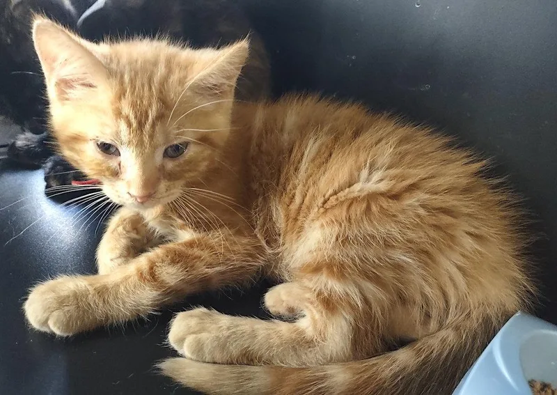 Axel