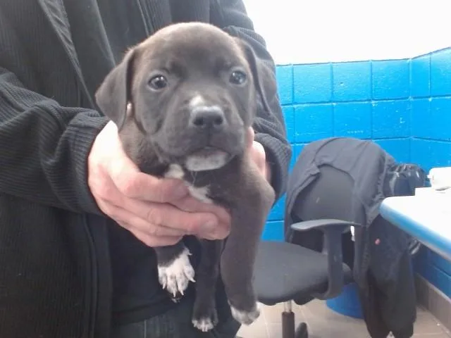 A young small-sized male Pit Bull Terrier dog named Chaco for adoption in Albuquerque, NM