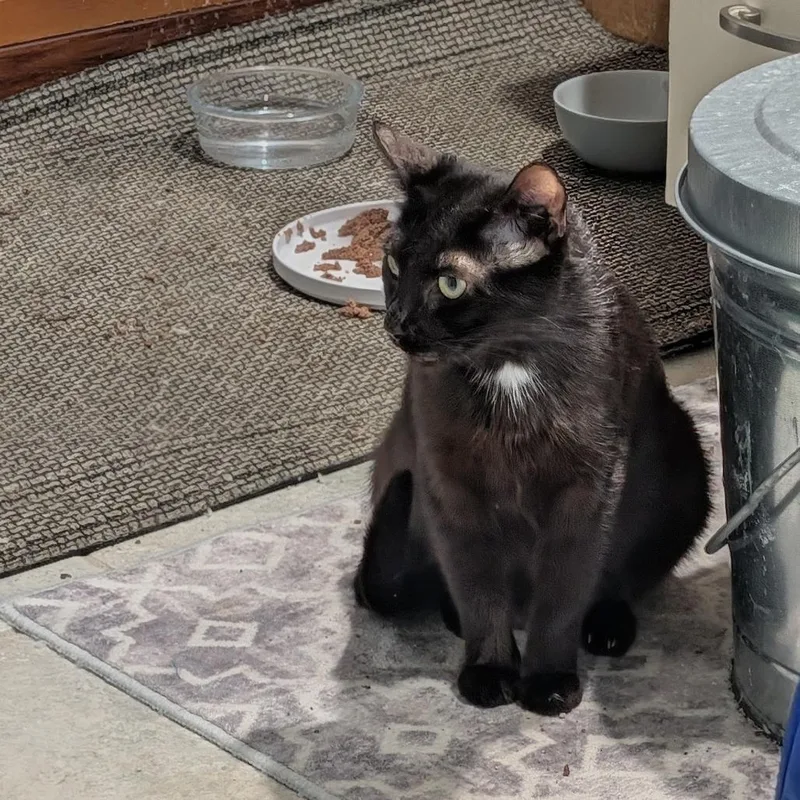 An adult medium-sized female Black Domestic Short Hair cat named Jenkes Working Cat for adoption in Baltimore, MD