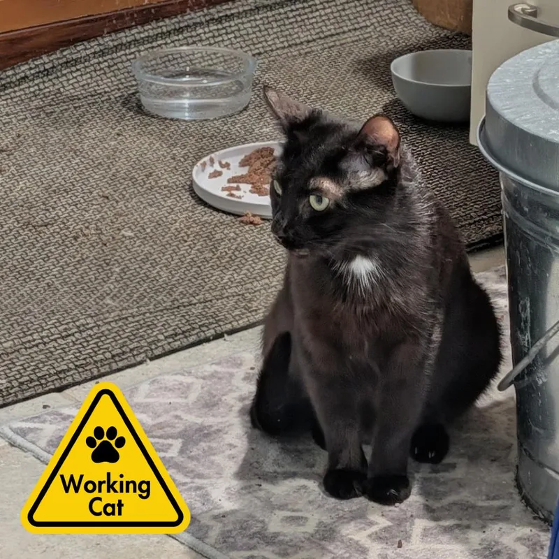 Jenkes  Working Cat thumbnail 2