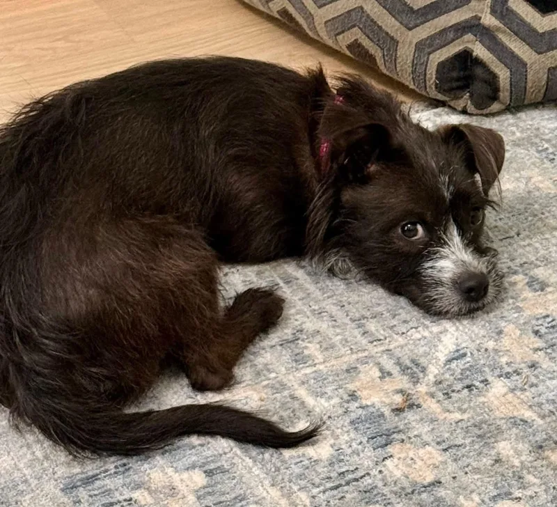 Truffles thumbnail 2