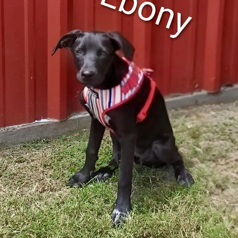 A baby large-sized female Mixed Breed dog named Ebony for adoption in Eastford, CT