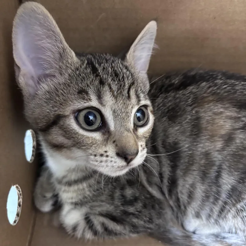 A baby small-sized female Brown / Chocolate Domestic Short Hair cat named Sugar for adoption in Jacksonville, FL