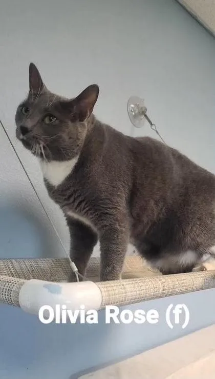 An adult small-sized female Domestic Short Hair cat named Olivia Rose for adoption in Beatrice, NE