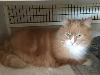 A senior extra large-sized male Domestic Medium Hair cat named Hammerpancake for adoption in St. Augustine, FL