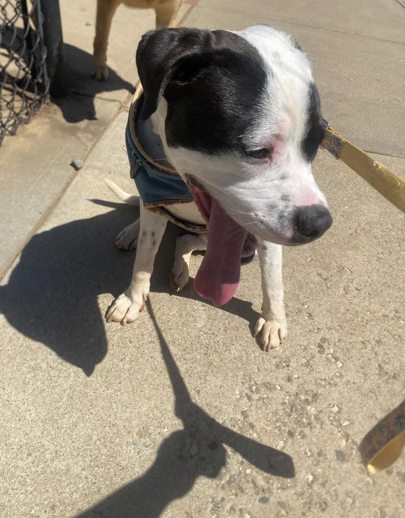 A young medium-sized male American Staffordshire Terrier dog named Eeyore for adoption in Holly Springs, NC
