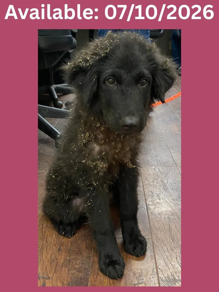 A young medium-sized female Shepherd dog named Dog Kennel for adoption in Greenville, TX