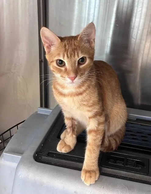 An adult medium-sized male Domestic Short Hair cat named Fletcher for adoption in Cumming, GA