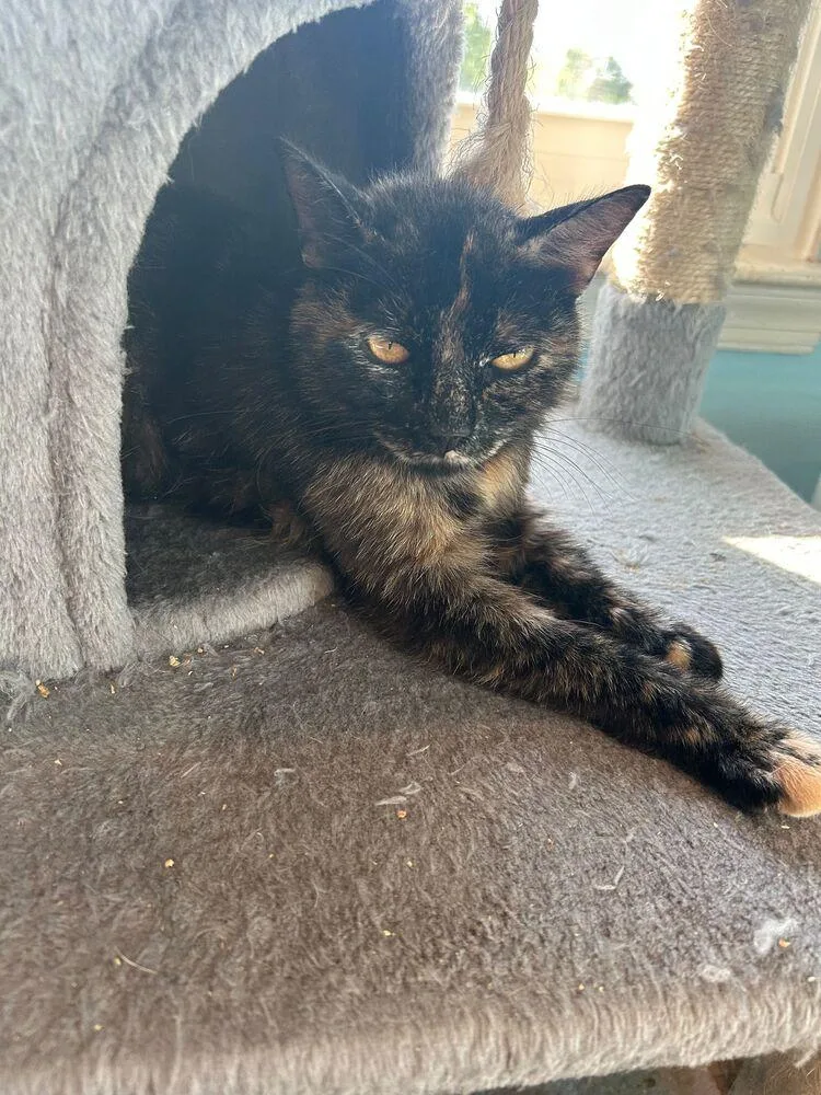 An adult medium-sized female Tortoiseshell Domestic Short Hair cat named Bean for adoption in Skippack, PA