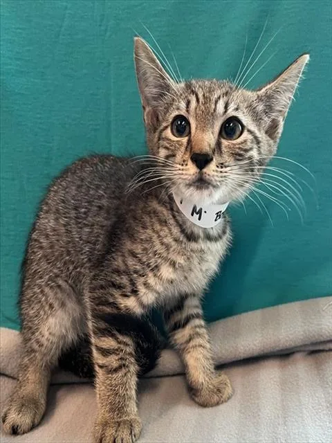 A baby small-sized male Brown / Chocolate Domestic Short Hair cat named Bondi for adoption in Tavares, FL