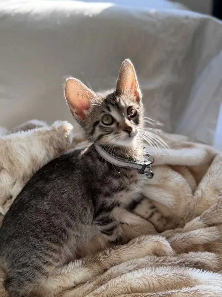 A baby small-sized male Domestic Short Hair cat named Heath for adoption in Broomfield, CO