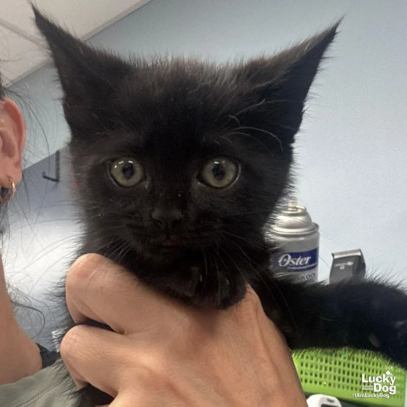 A baby medium-sized female Black Domestic Short Hair cat named Mercury for adoption in Washington, DC