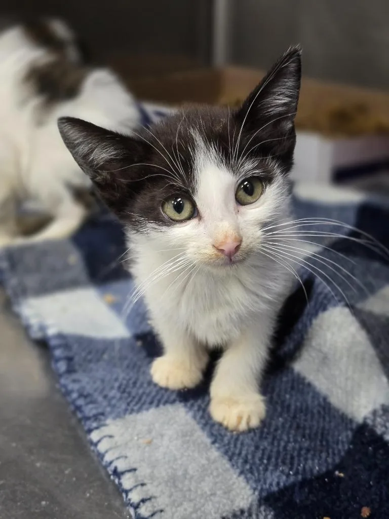 A baby medium-sized female Domestic Short Hair cat named Penny for adoption in Danielsville, GA