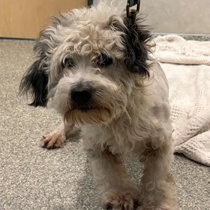 An adult small-sized male White / Cream Mixed Breed dog named Toven for adoption in Jacksonville, FL
