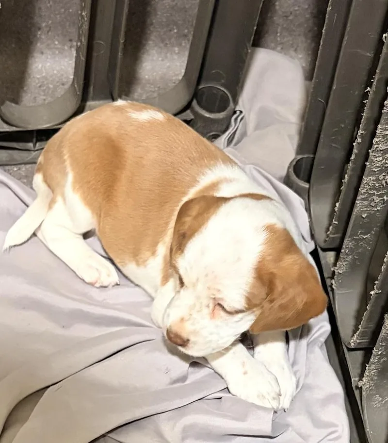 A baby small-sized female Cocker Spaniel dog named Ariel for adoption in Jamestown, CA
