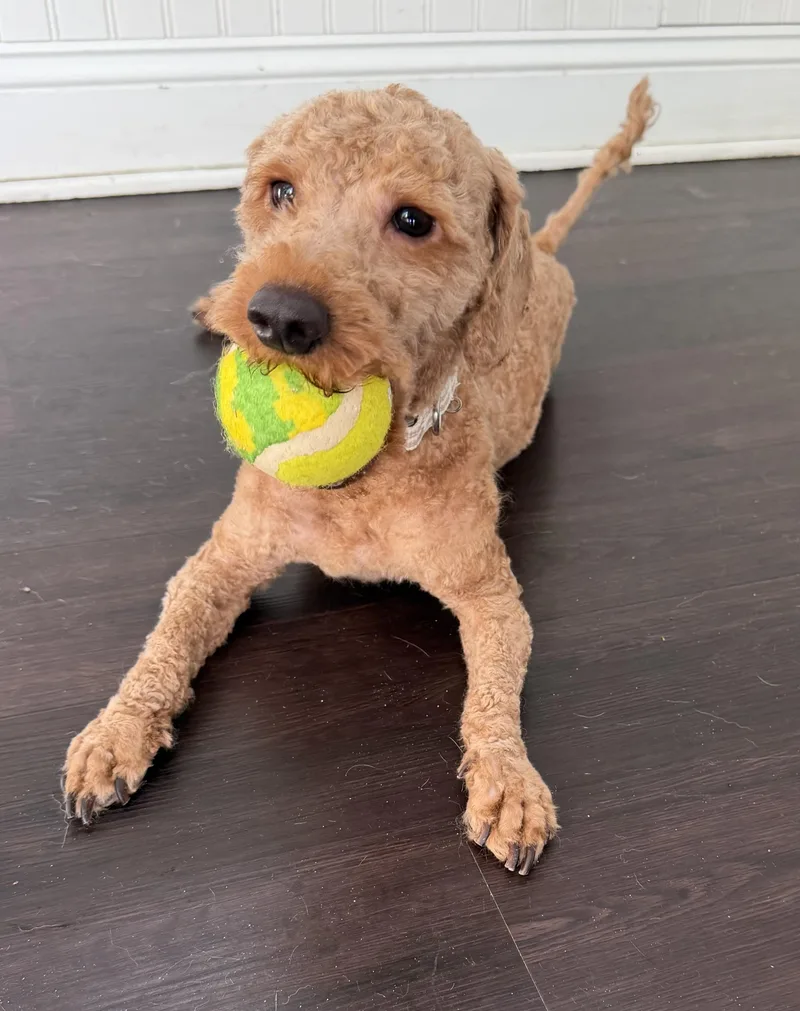 An adult small-sized male Apricot / Beige Poodle dog named Prince for adoption in Waldorf, MD