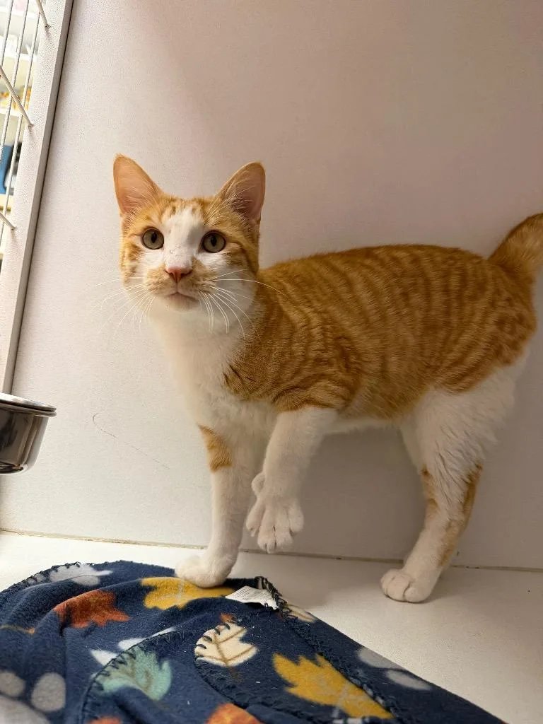 A young medium-sized male Domestic Short Hair cat named Landry for adoption in Waverly, NY