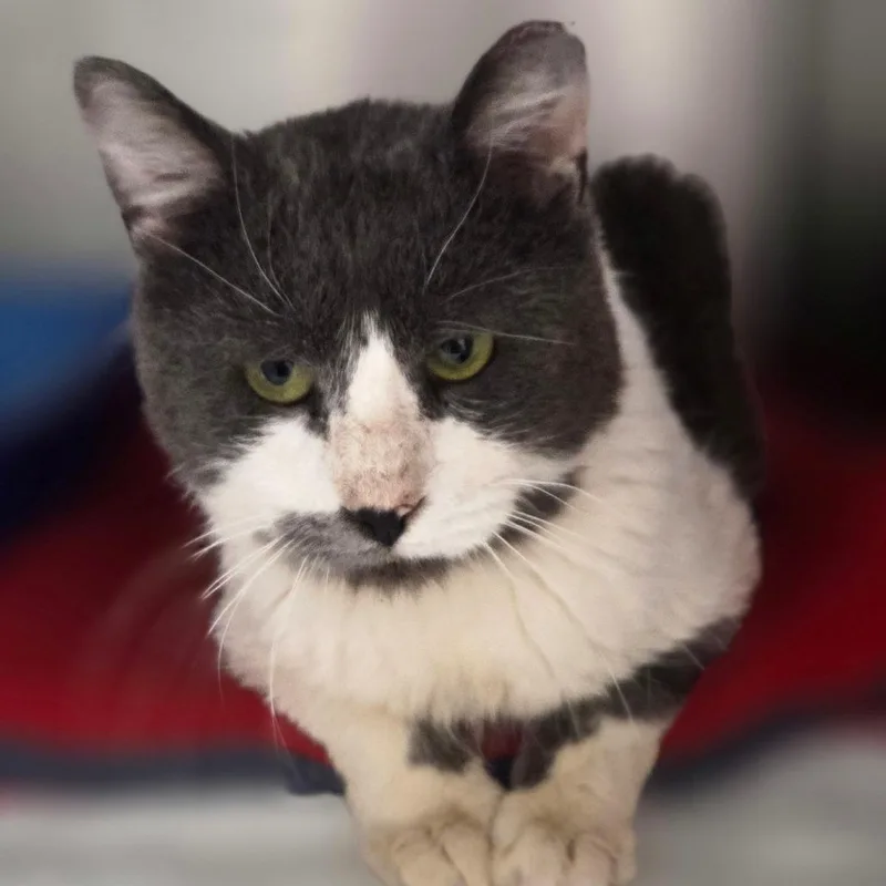 Marshmellow thumbnail 3