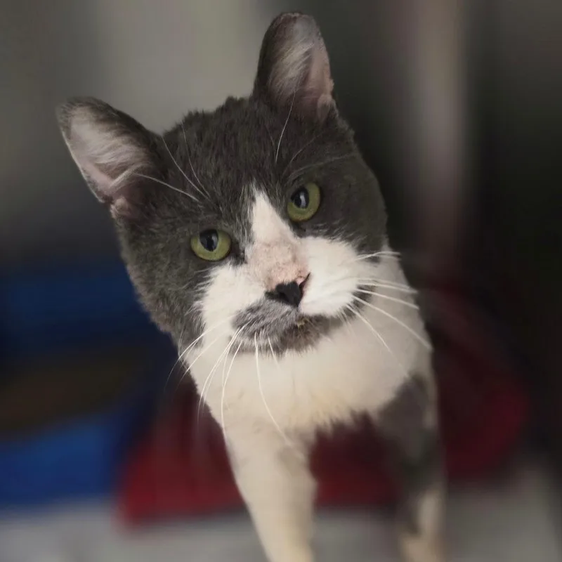 Marshmellow thumbnail 4