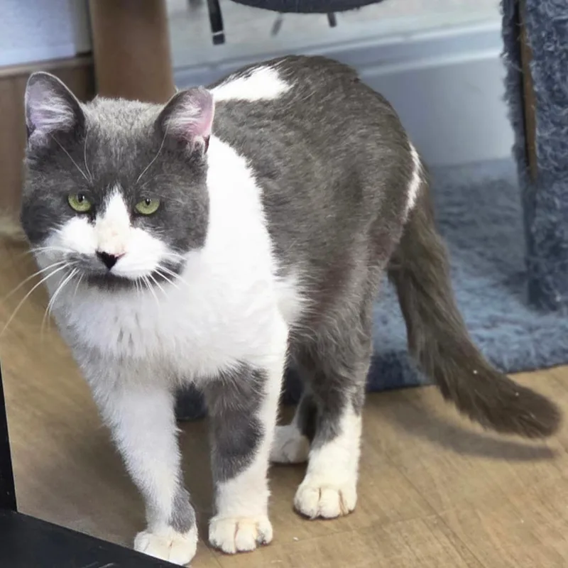 Marshmellow thumbnail 5