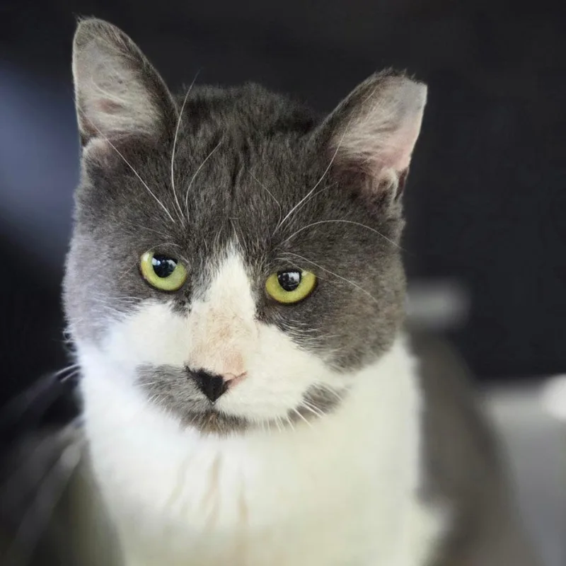 Marshmellow thumbnail 6