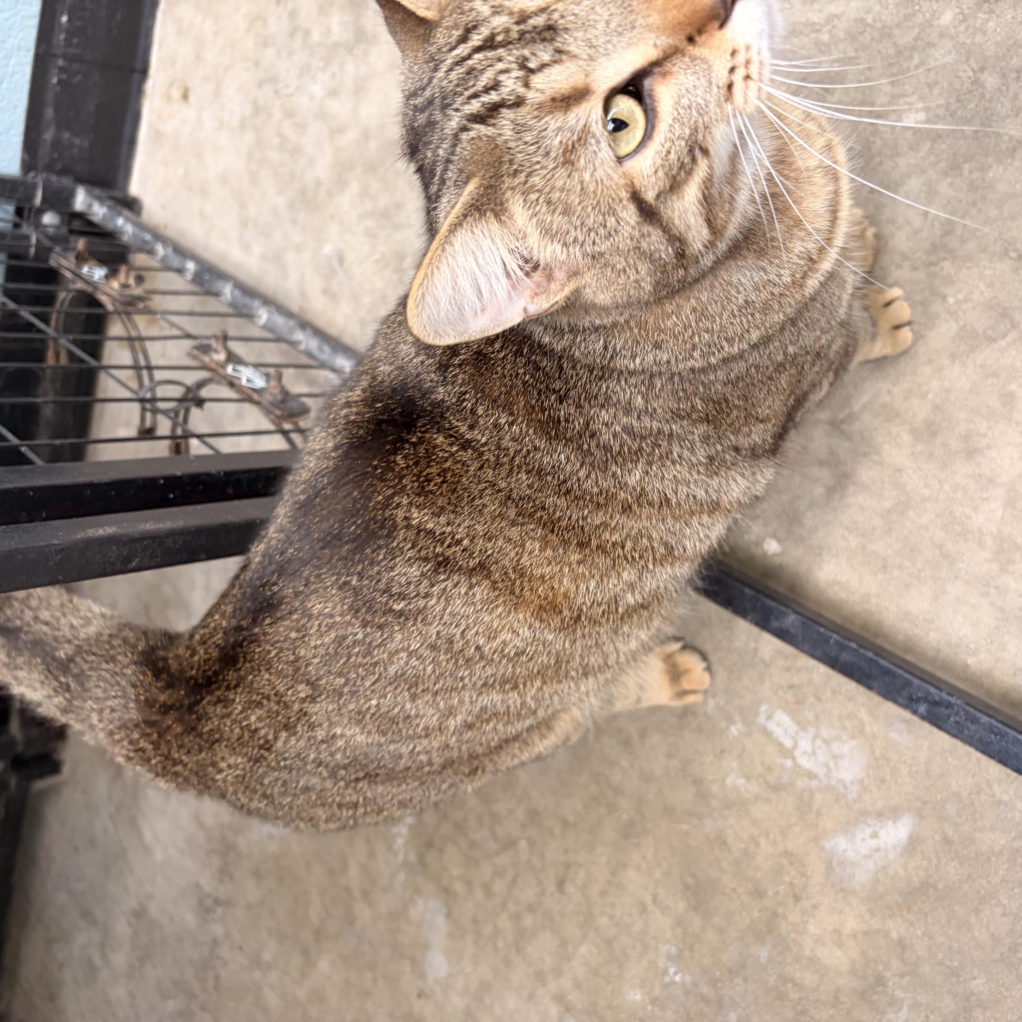A young large-sized male Domestic Short Hair cat named Charlie for adoption in Bryan, OH