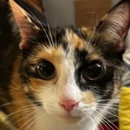 An adult medium-sized female Calico Domestic Short Hair cat named Carlie for adoption in Chapel Hill, NC