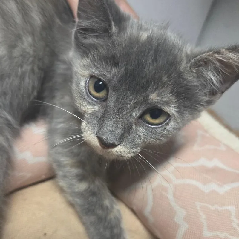 A baby small-sized male Domestic Short Hair cat named Nyx F for adoption in Oklahoma City, OK