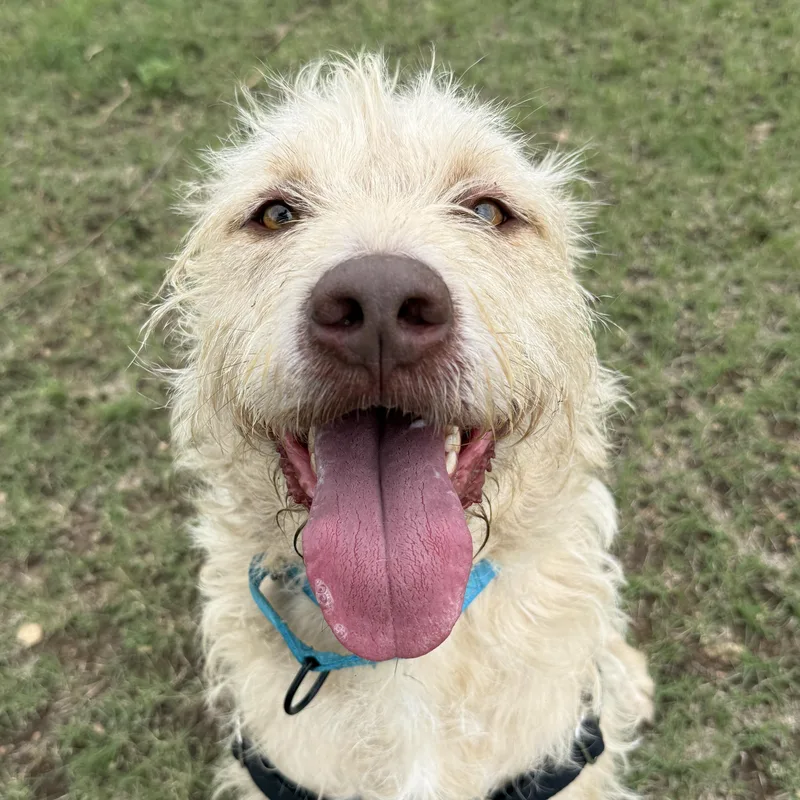 An adult medium-sized male White / Cream Retriever dog named Maddox for adoption in Bulverde, TX