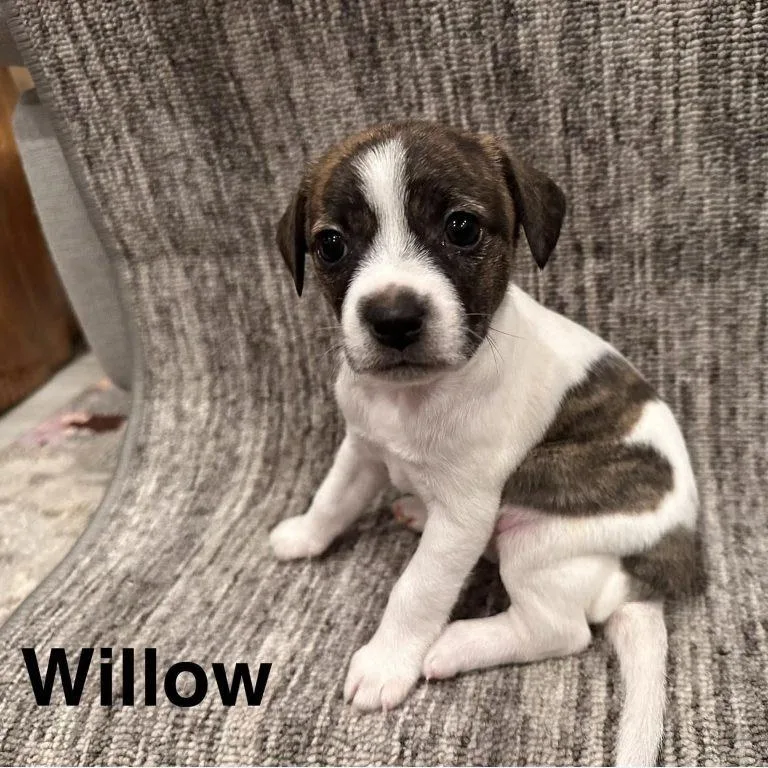 Willow thumbnail 3