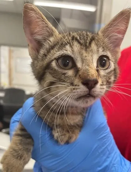 An adult small-sized female Domestic Short Hair cat named Kinsley for adoption in Shreveport, LA