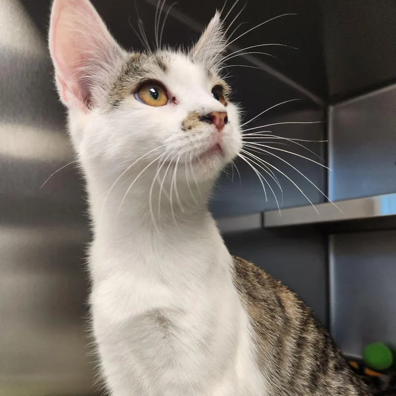 A young medium-sized male Domestic Short Hair cat named Meatloaf for adoption in Liberty, MO