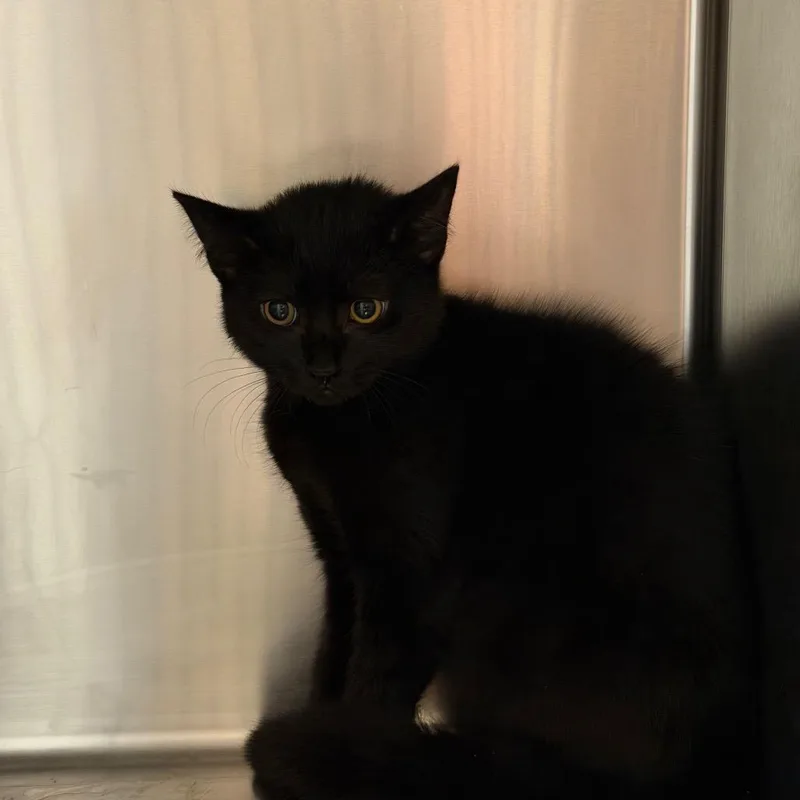 A baby small-sized female Black Domestic Short Hair cat named Bacon for adoption in Chattanooga, TN