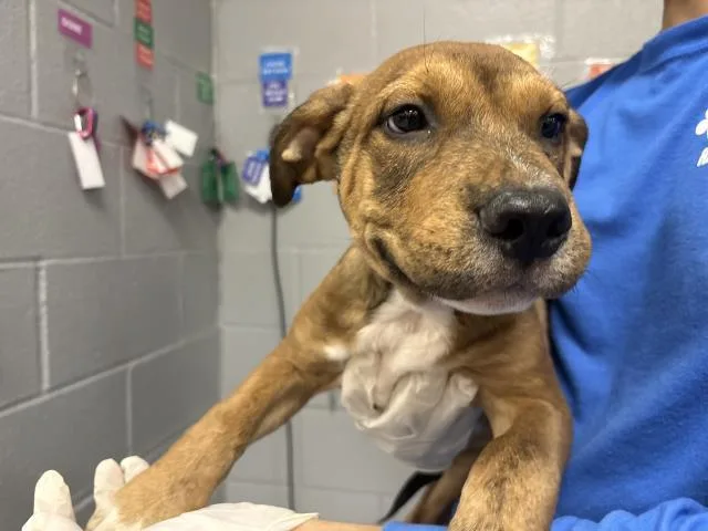A baby small-sized male Terrier dog named A for adoption in Thousand Palms, CA