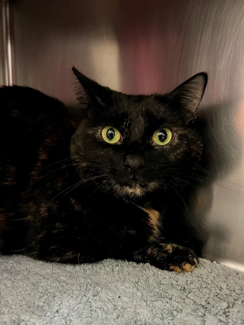 A senior medium-sized female Tortoiseshell Domestic Short Hair cat named Blossom for adoption in Frederick, MD