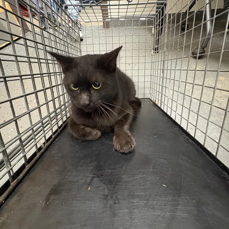 An adult medium-sized male Domestic Short Hair cat named Feral Black Bean for adoption in Columbiana, AL