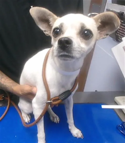 An adult small-sized female Chihuahua dog named Noodle for adoption in Phoenix, AZ