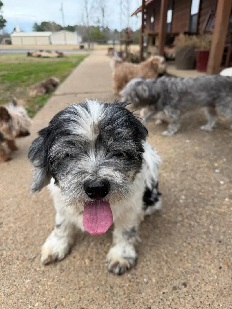 A senior medium-sized female Cocker Spaniel dog named Cookie for adoption in Shreveport, LA